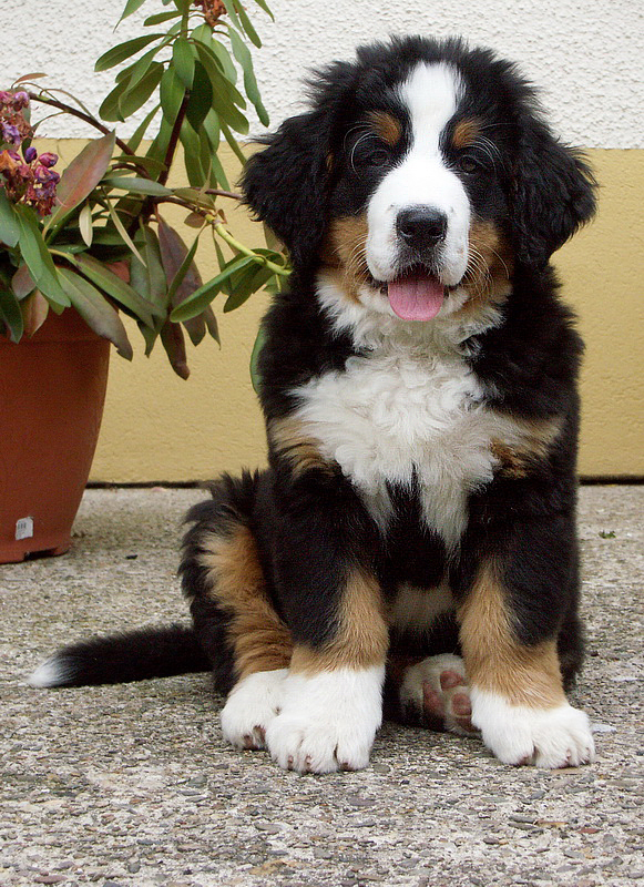 Anton PICT0884 (1)_Bildgröße ändern.jpg - Zu allem bereit..............